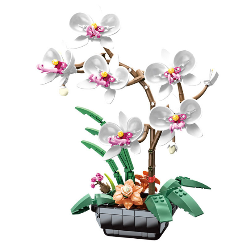 Phalaenopsis + Cache pot : Orchidées Botanic® maison - botanic®